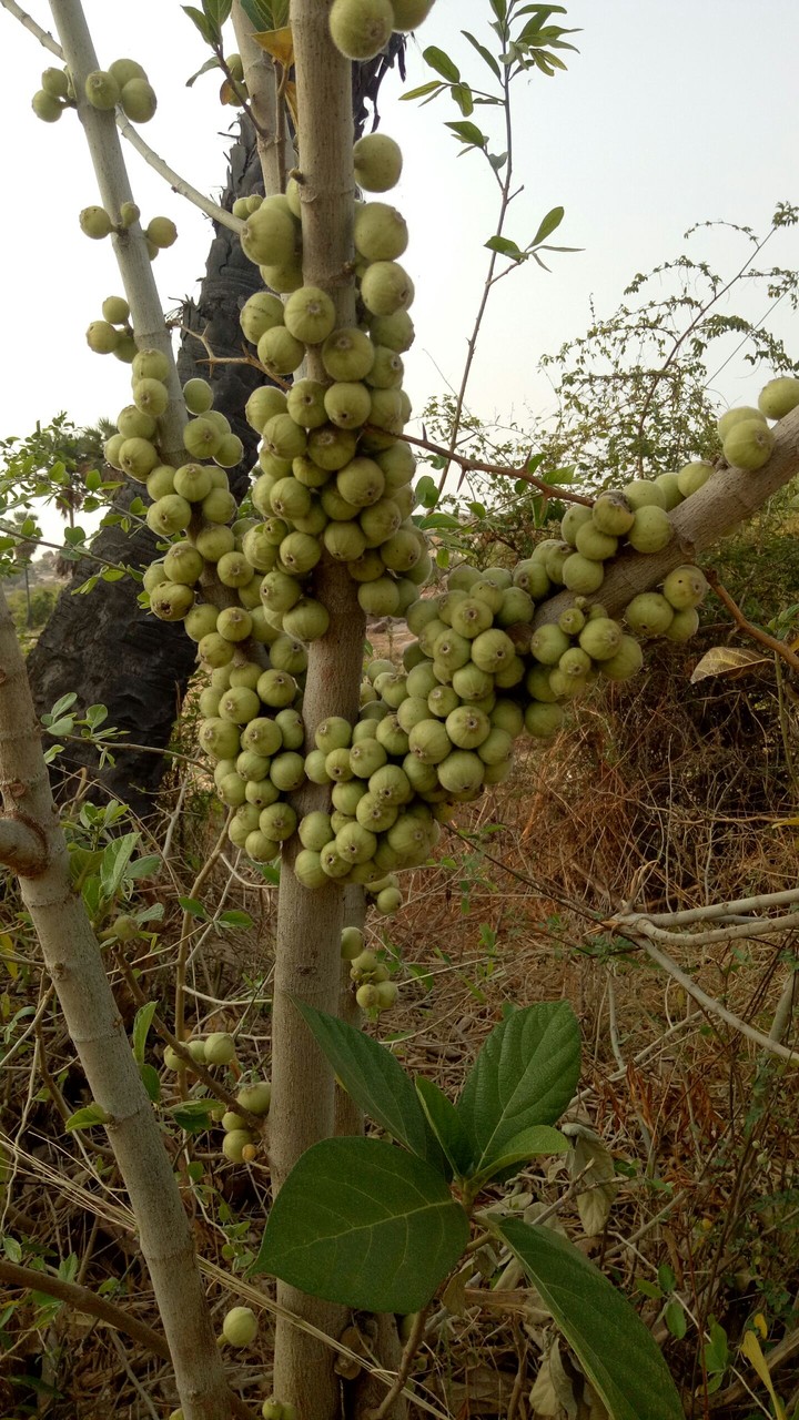 ficus hispida