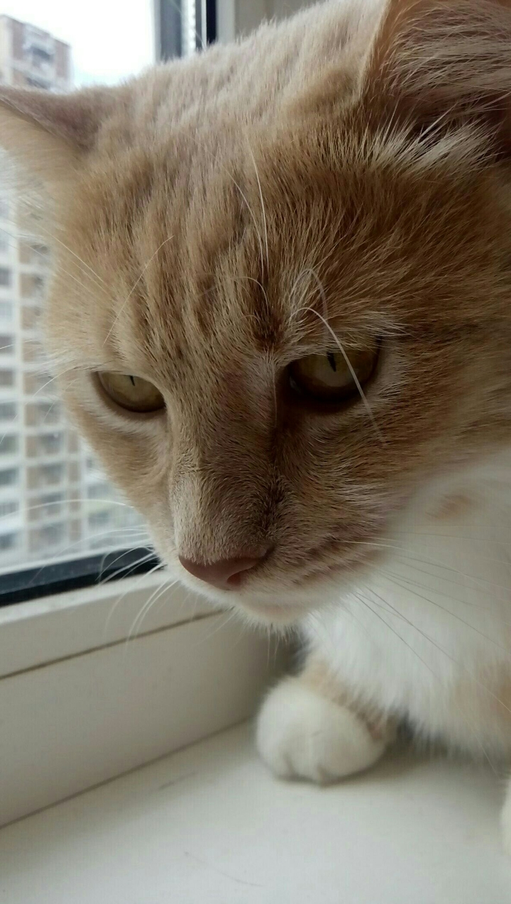 Day, cat