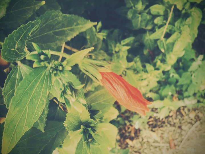flora