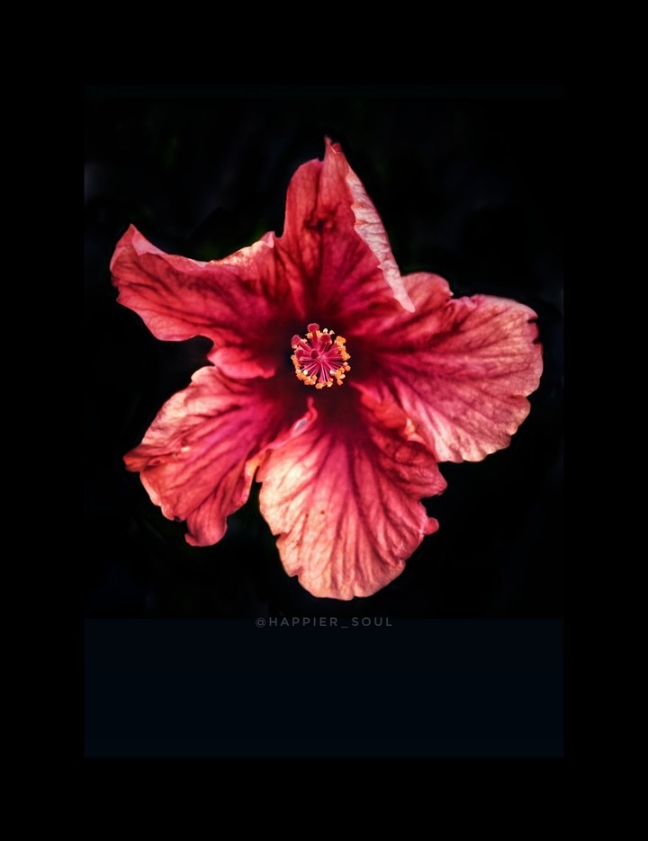 flesh of the flower