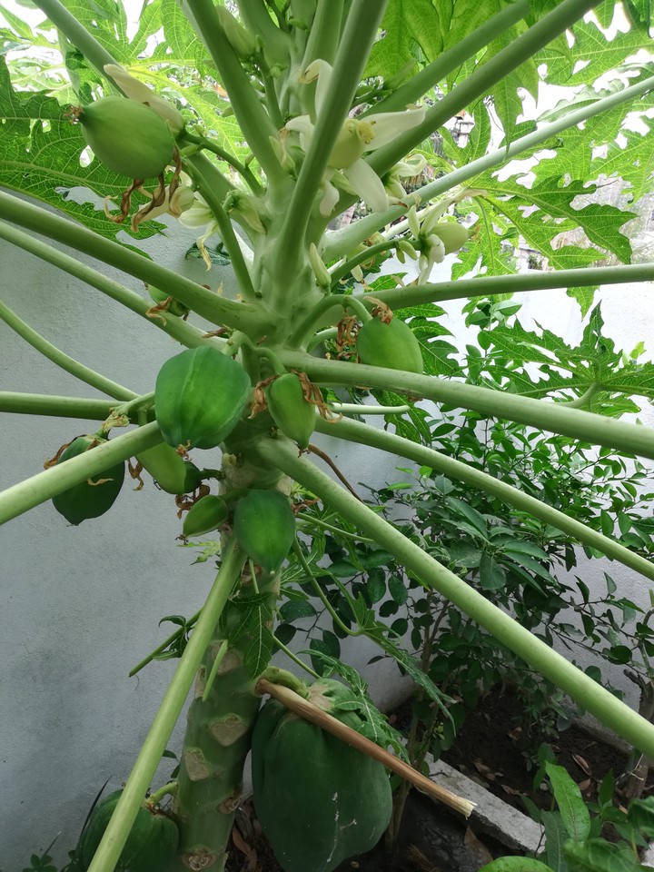 fruits papaya