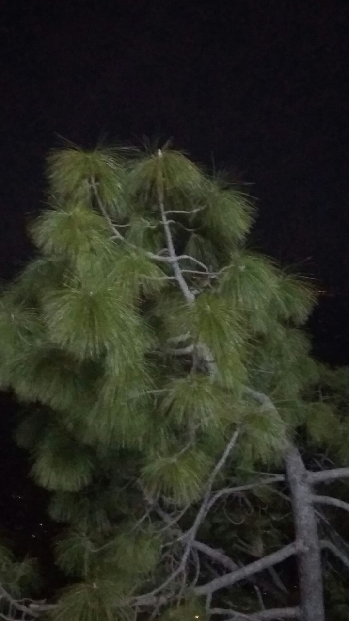 plant beauty