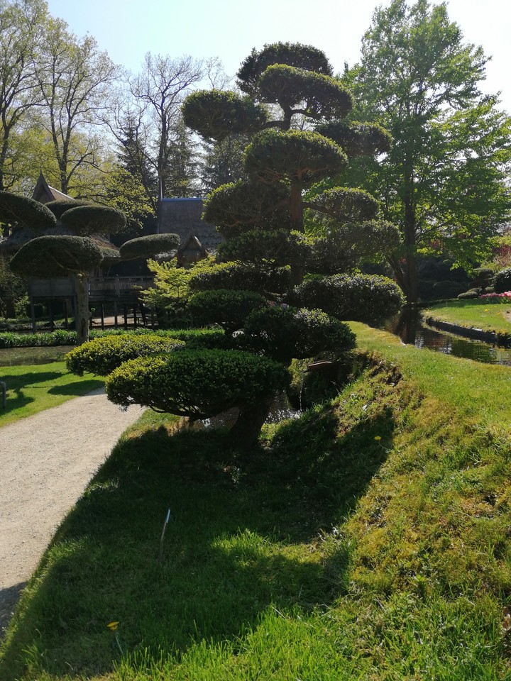 Chinese tree