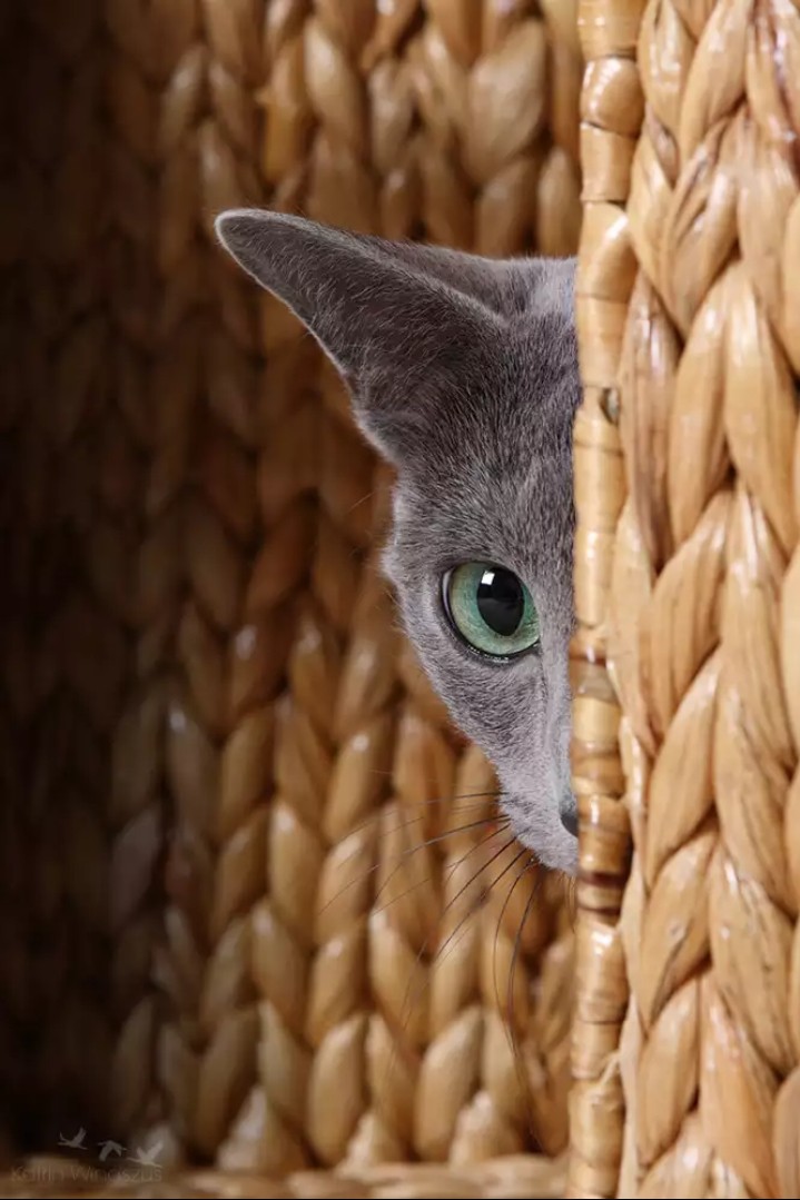 peekaboo