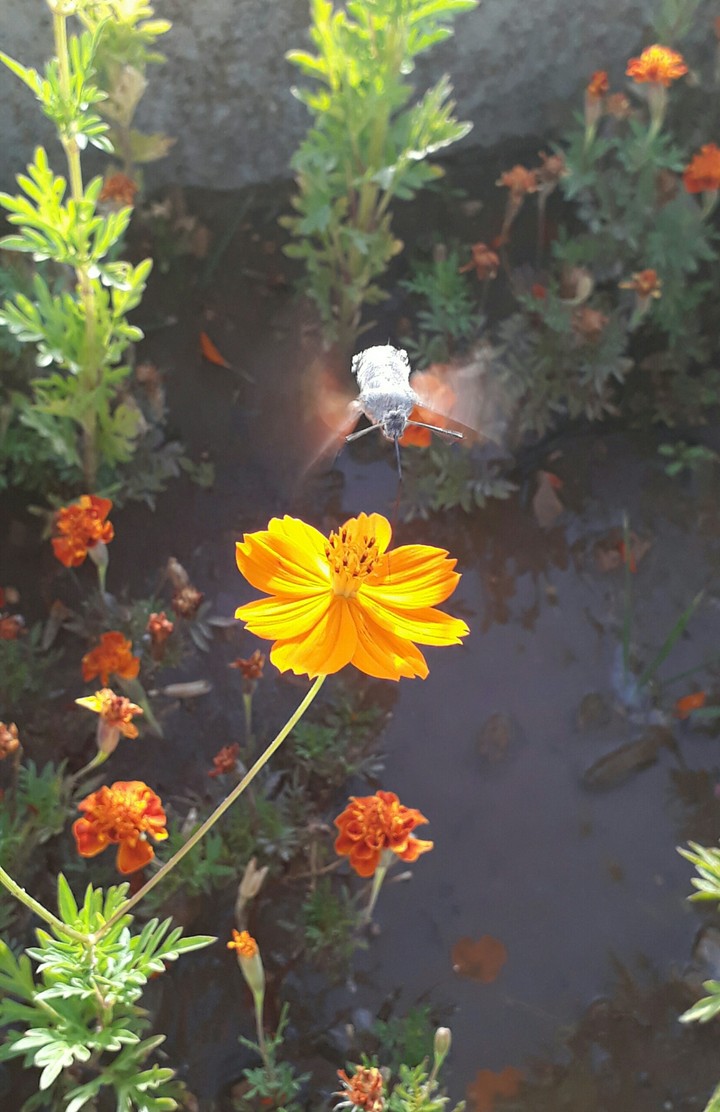 #orange #flower #bee #collect #nature