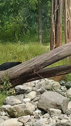 playful bear