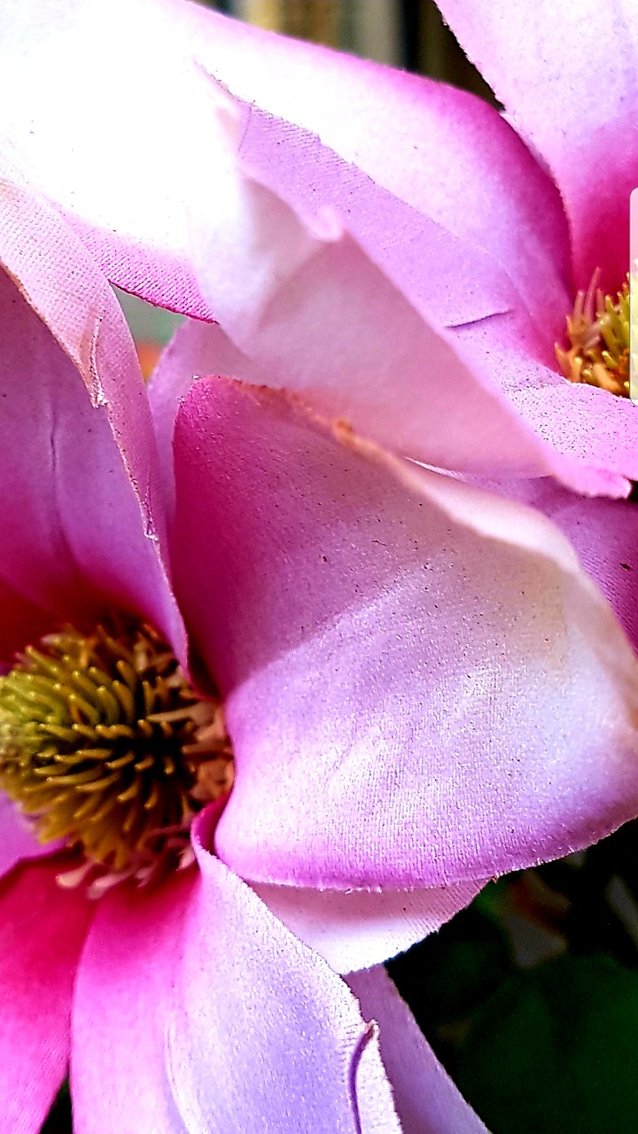 fiori