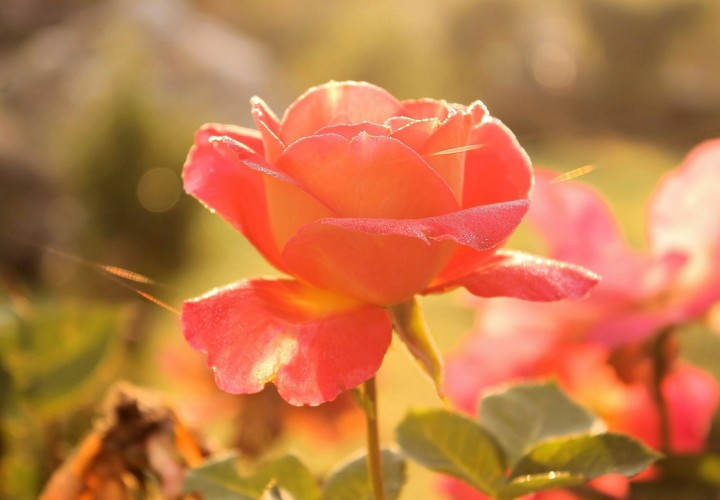 rose flower
