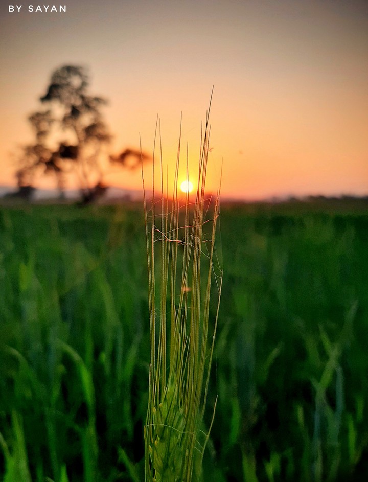 nature's light