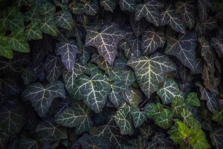 #Leaves