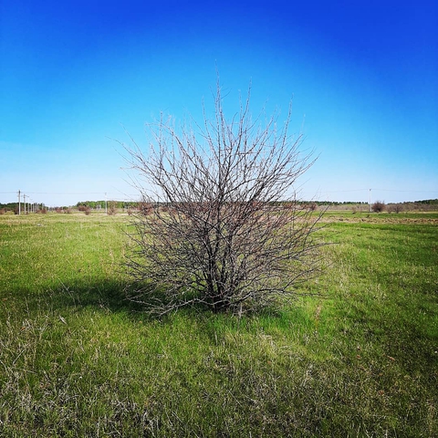 кустарник в поле