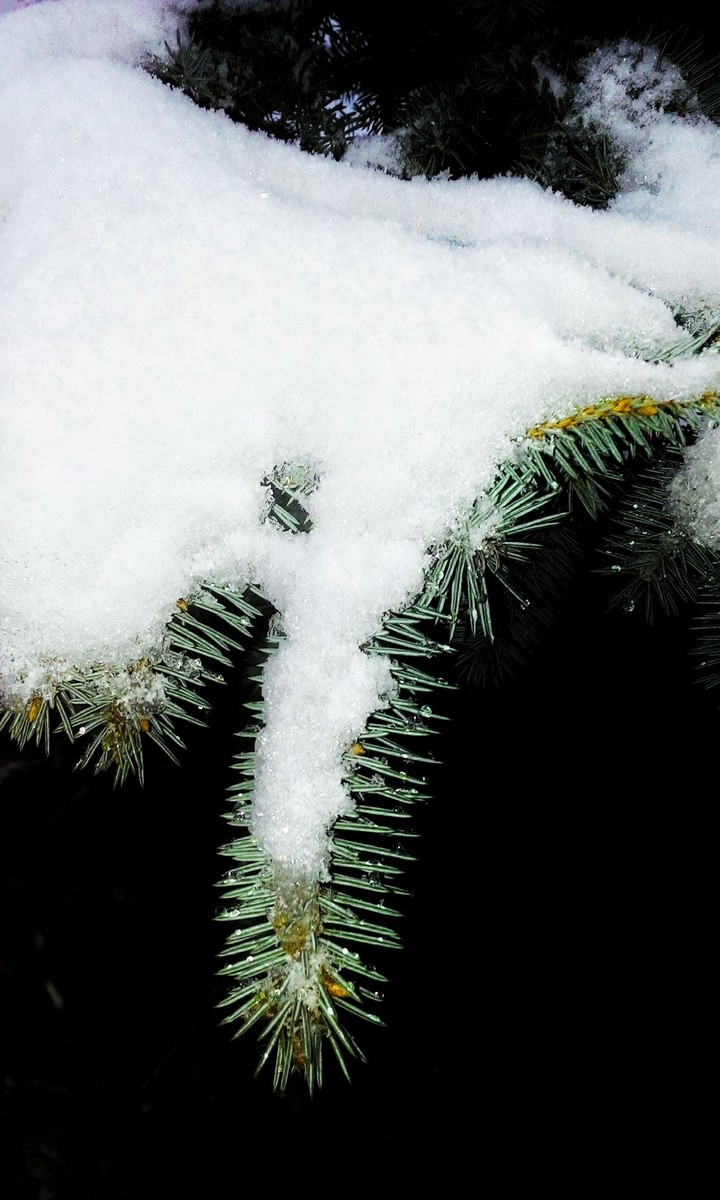 Snow on the branches of spruce