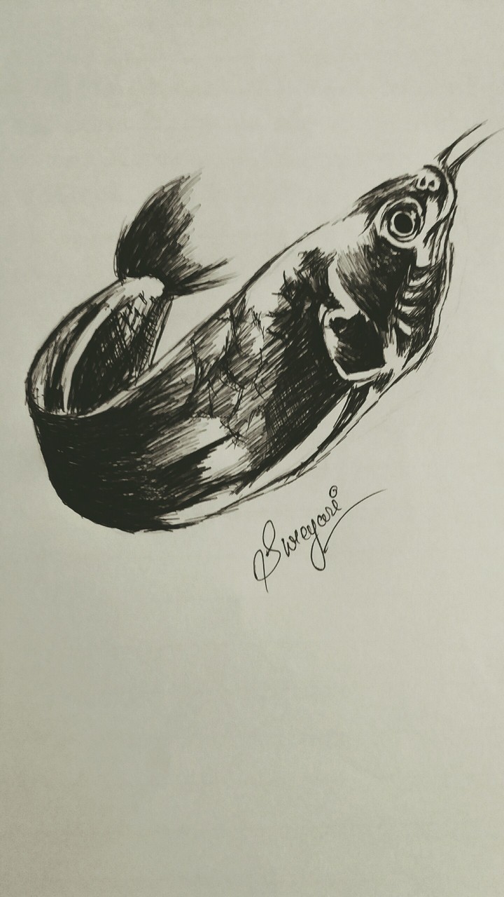 fish