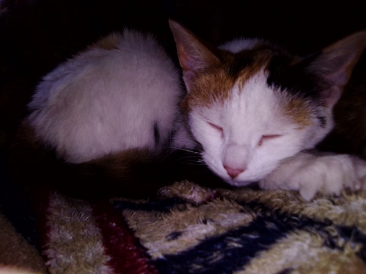 котенок