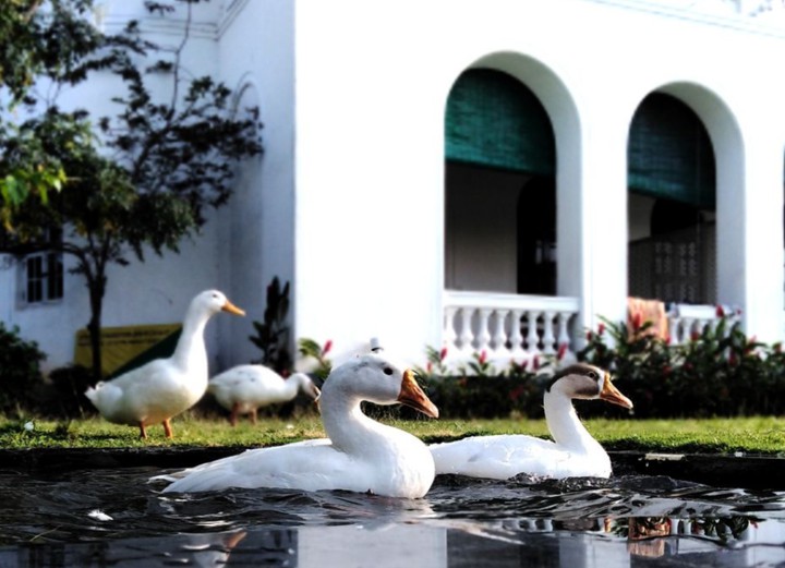 Ducks way