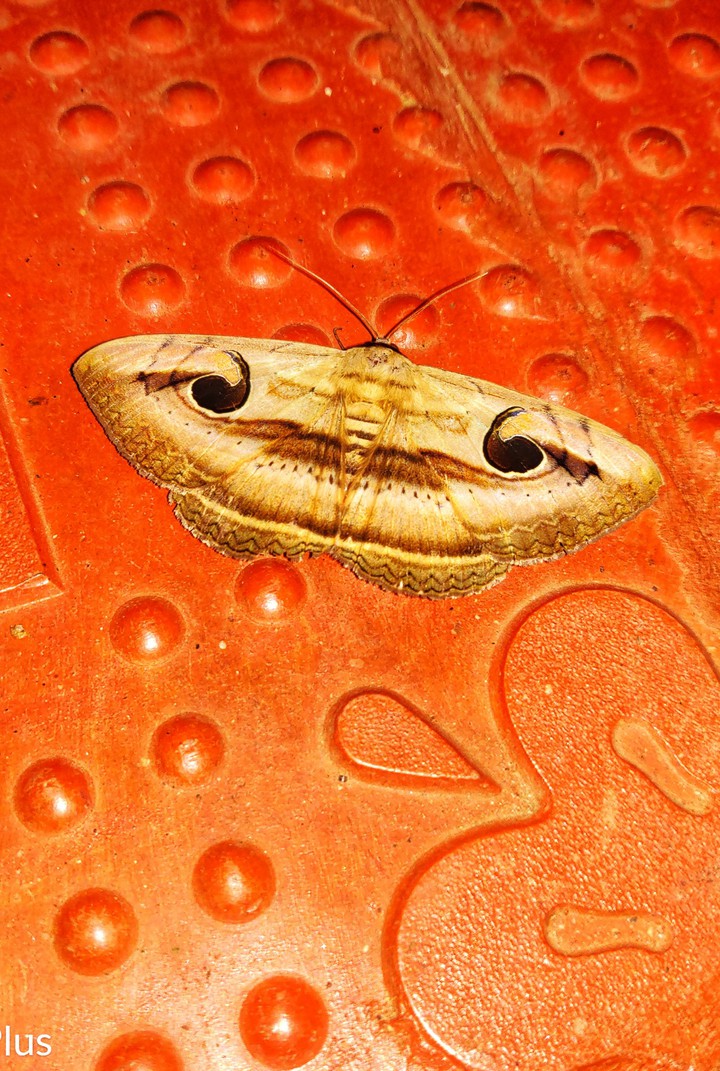kerala butterfly