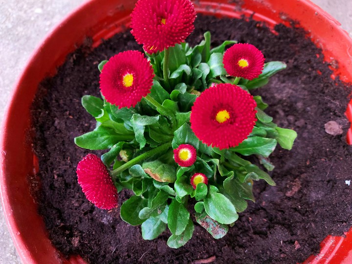 potted flower