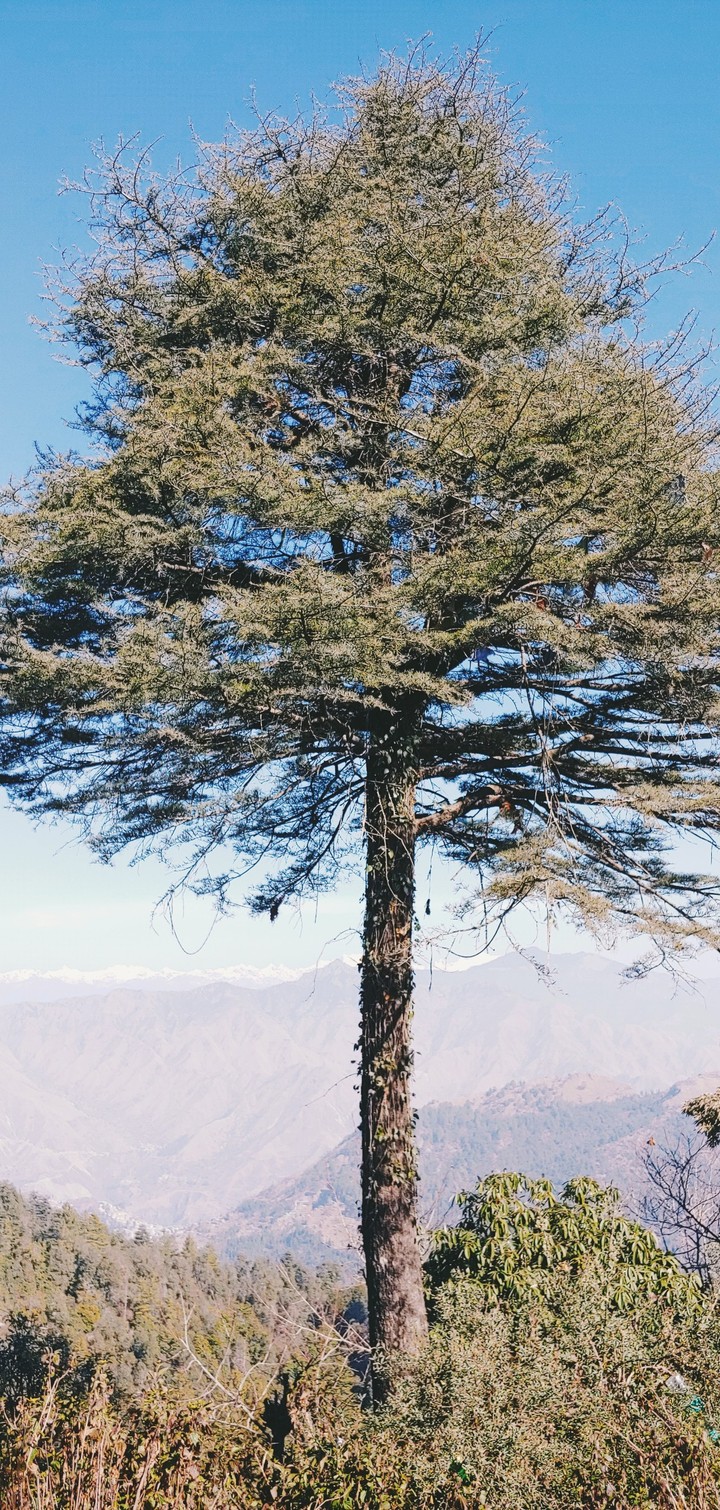the tree