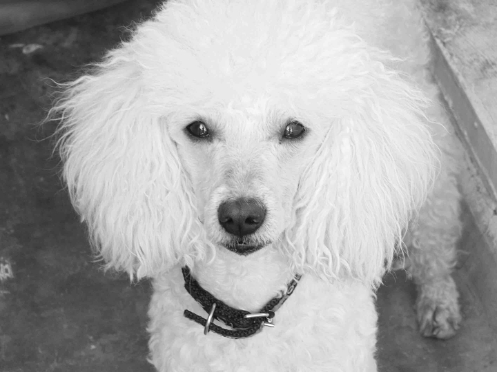 poodle