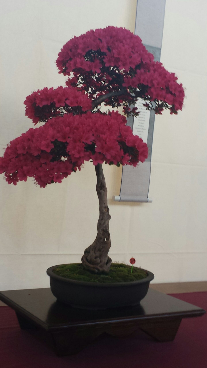 Bonsai