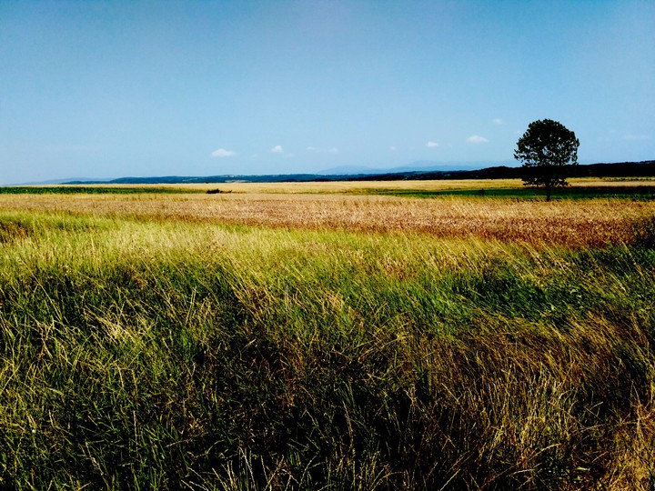 field