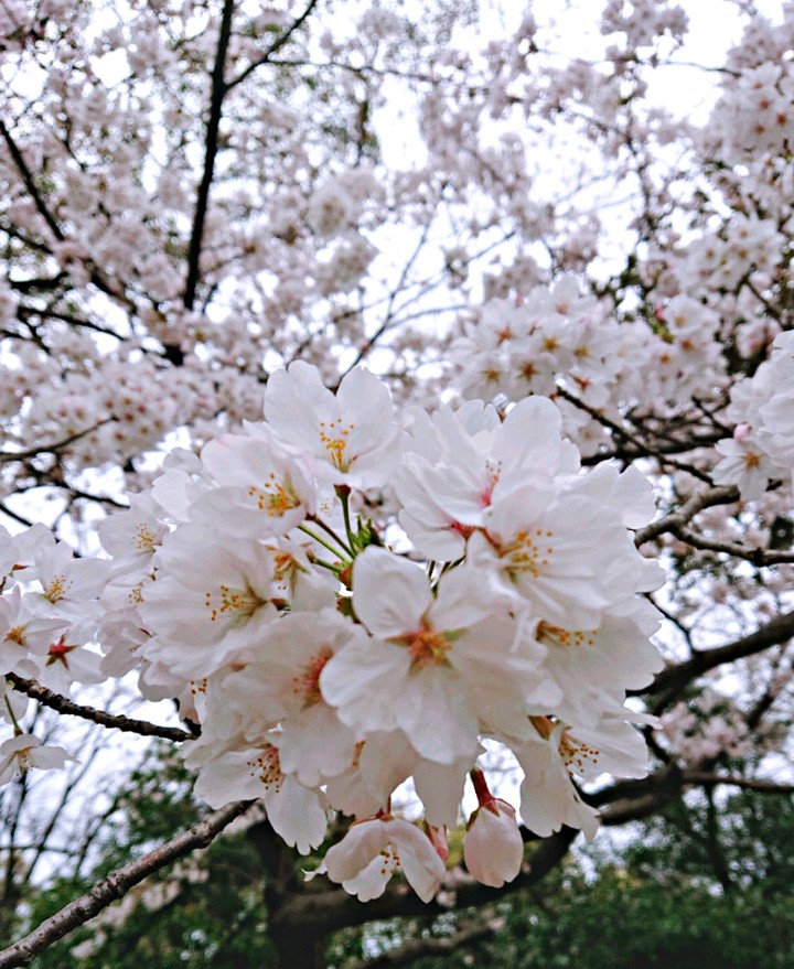 桜