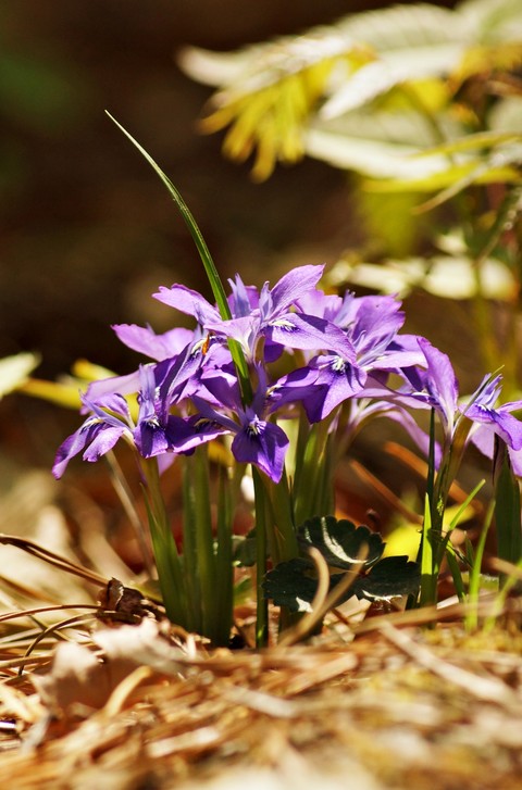 wildflower, flower桌布