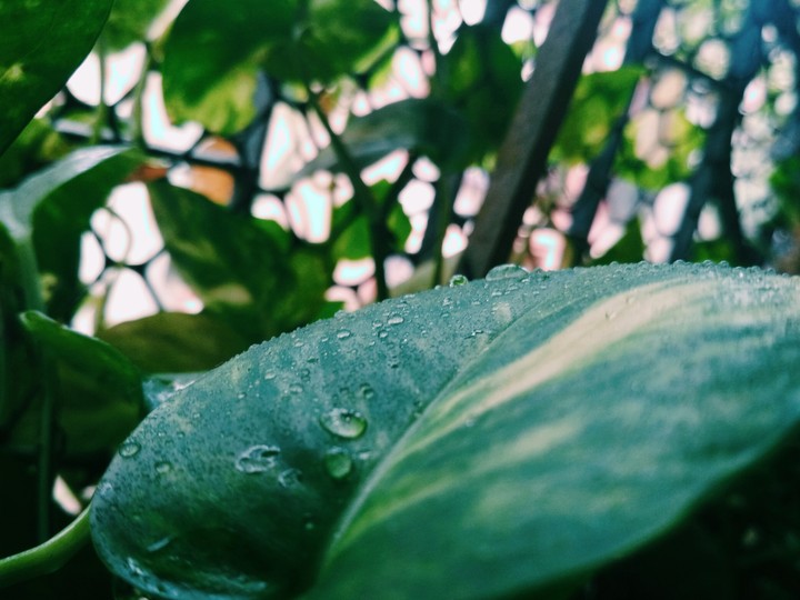plant