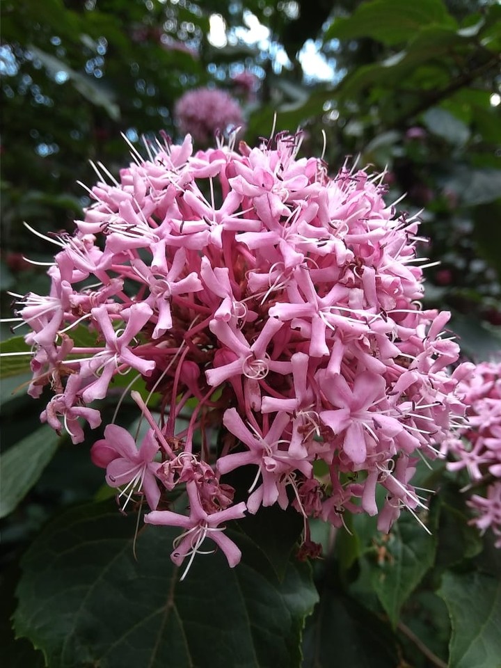 flowers