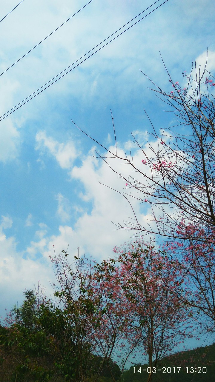 blossom