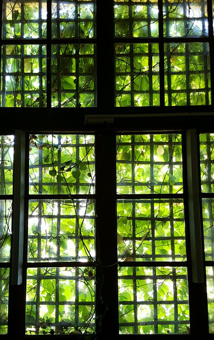 Seeing the life in green
