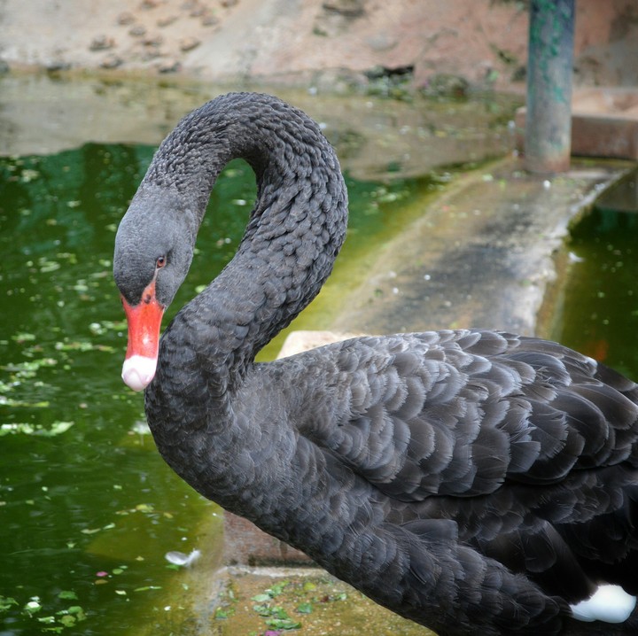 black swan
