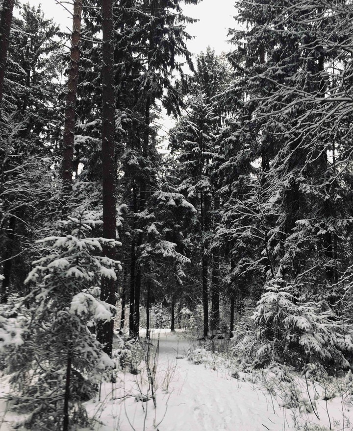 Заснеженный лес