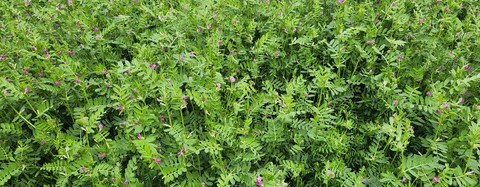 groundcover, manzanitas वॉलपेपर