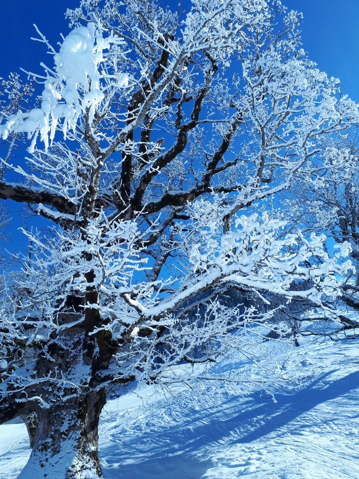 Schneewelt