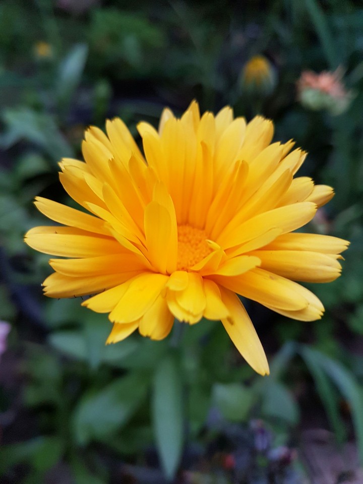Mom's Garden