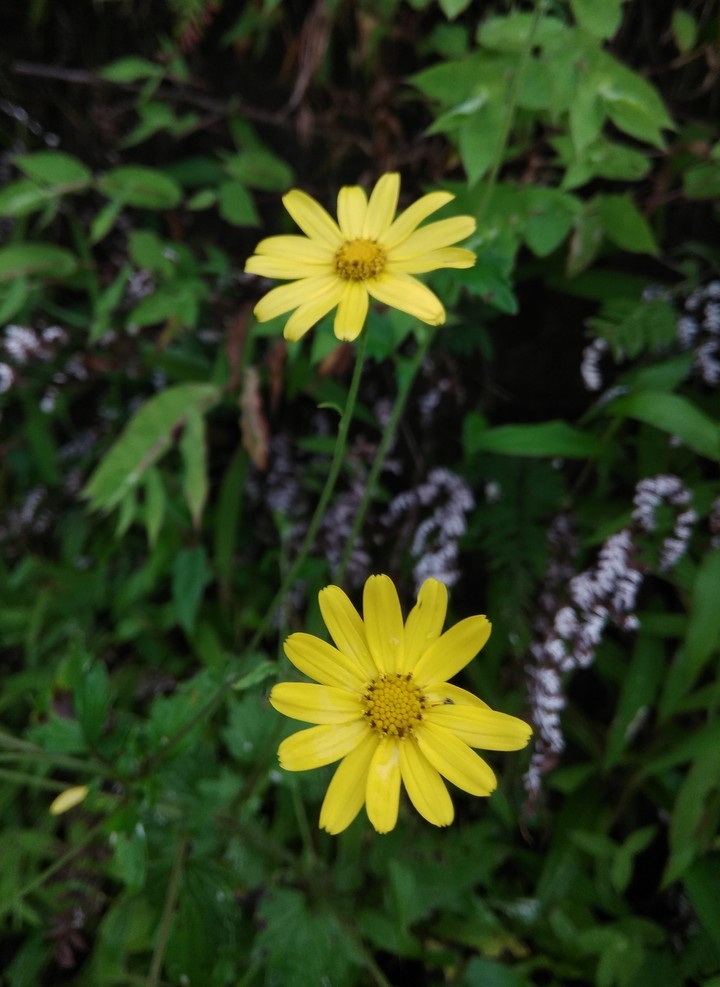 beautiful yellow flowers