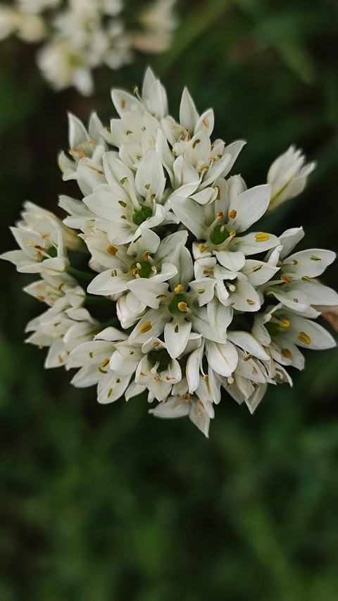 fonds d'écran subshrub, petal