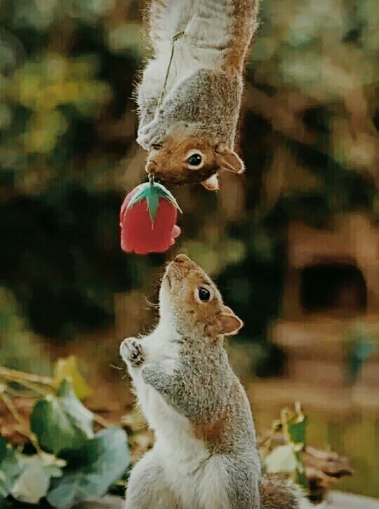 Love stunt