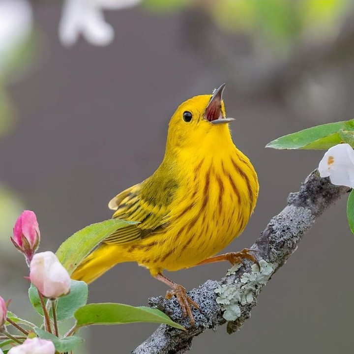 bird