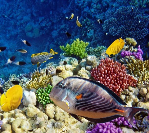 fish