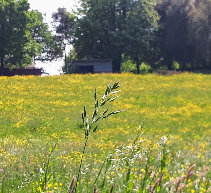 Meadow Cabin