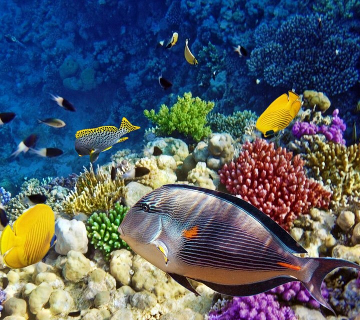 fish