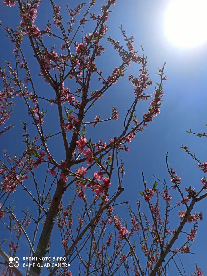 #spring