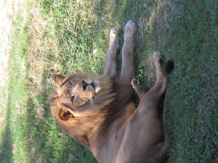 Rawr ;)