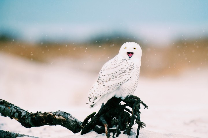 white owl
