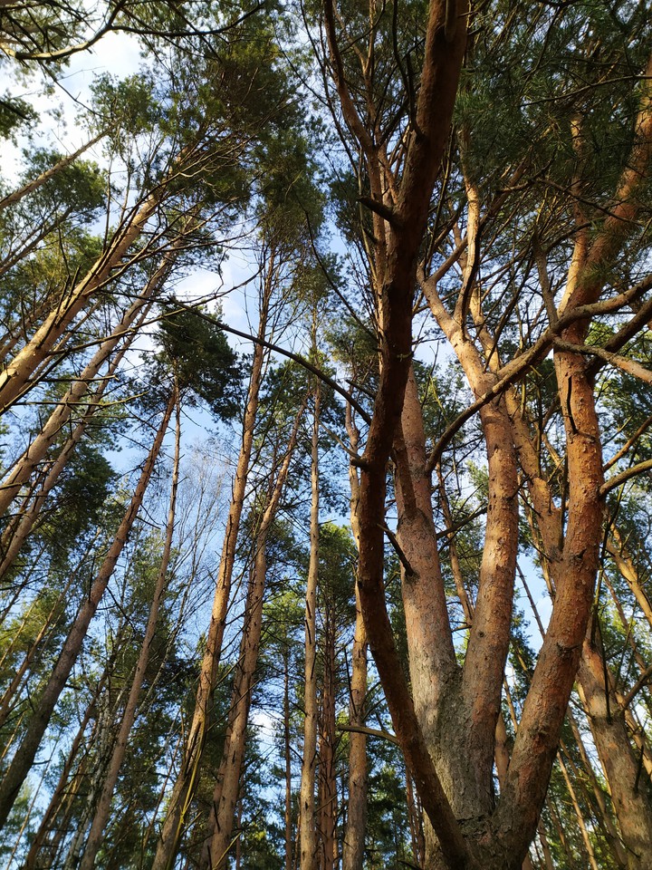 forest