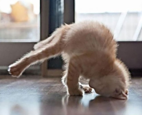 何でこうなる猫 What makes a cat like this