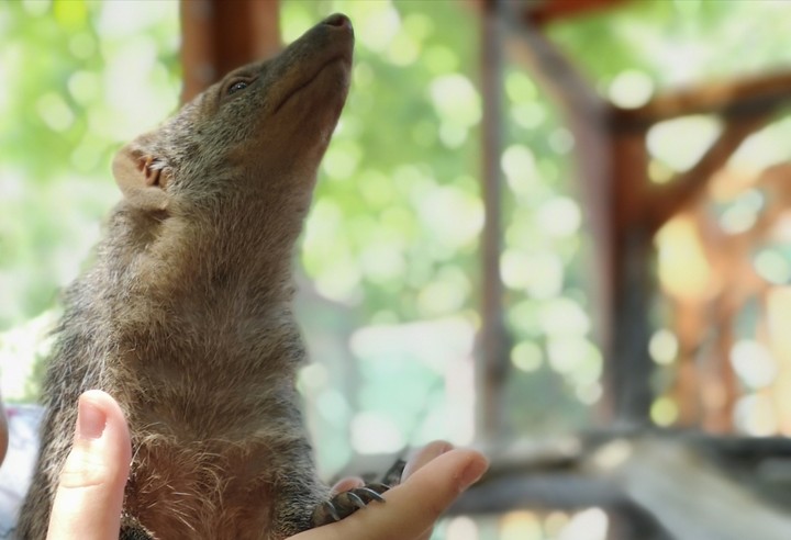proud mongoose
