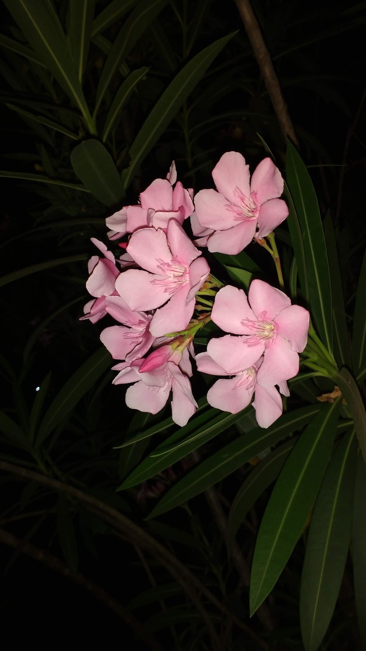 Pink knight